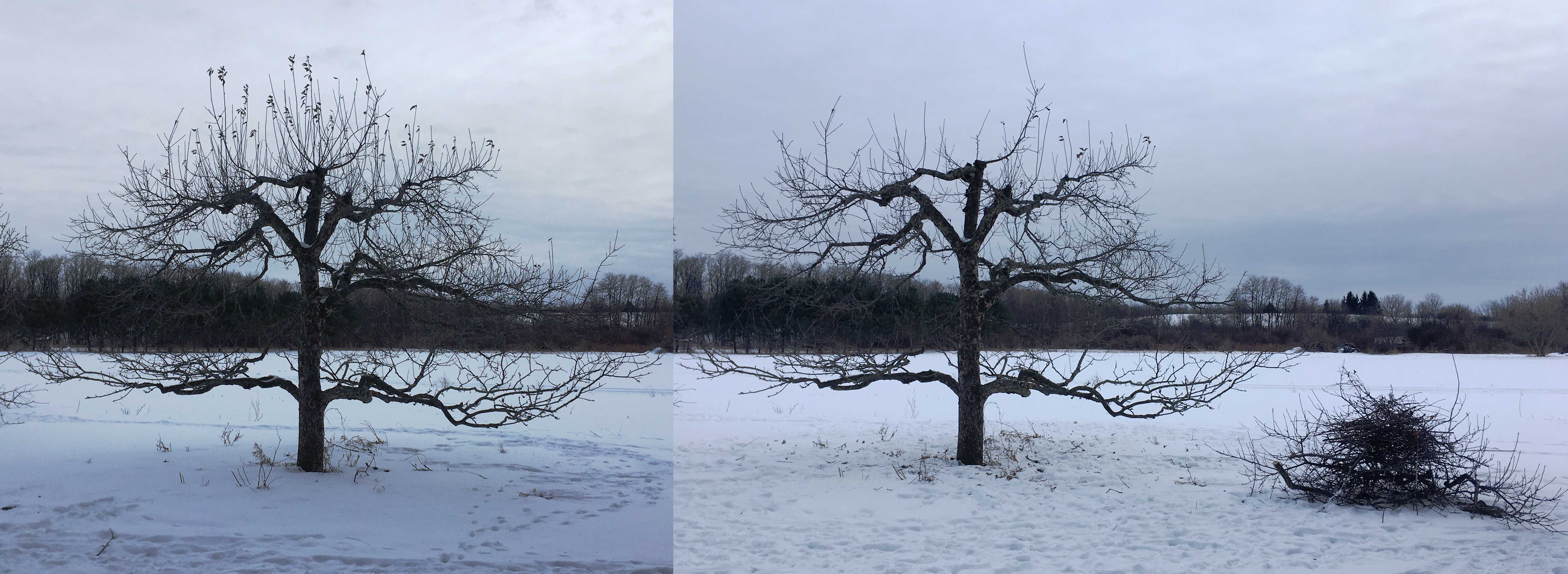 The same tree, before and after pruning February 2025.
