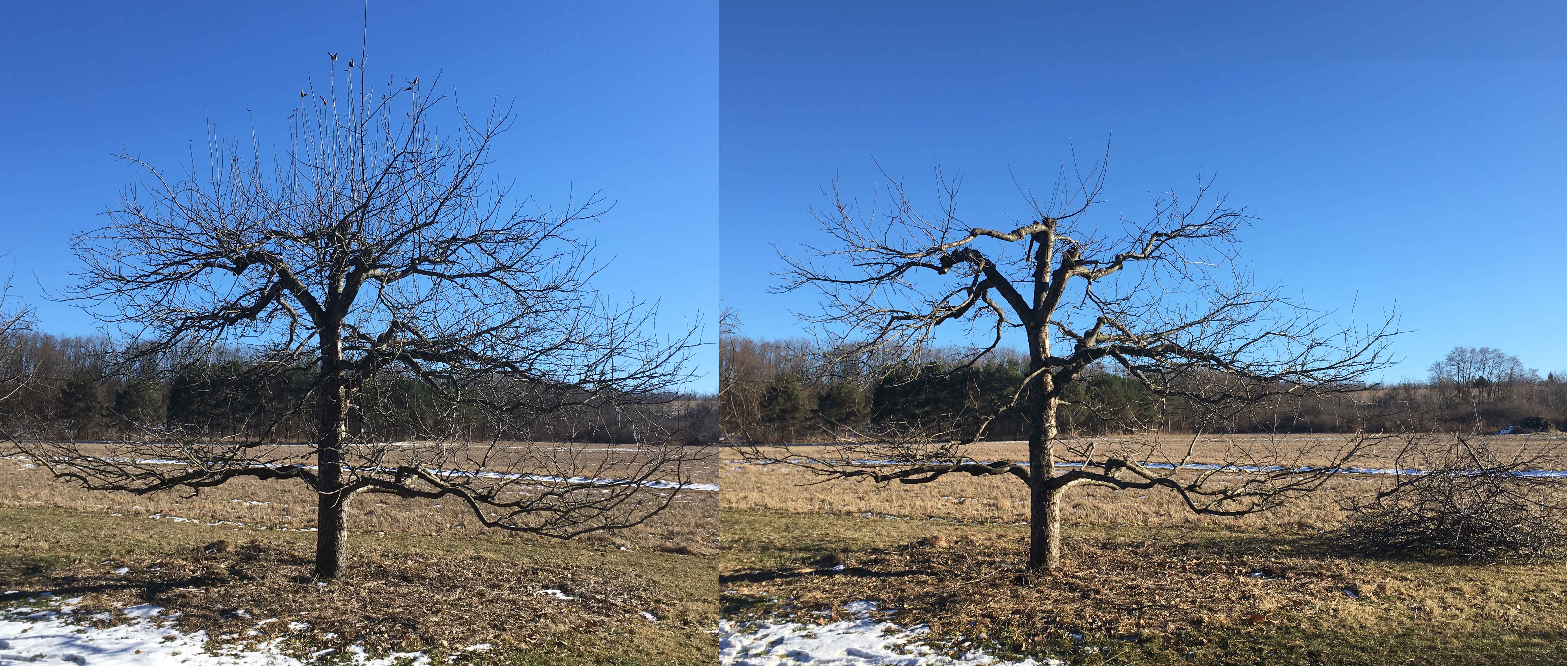 A Standard Goldrush apple tree, before and after pruning, February 2024.